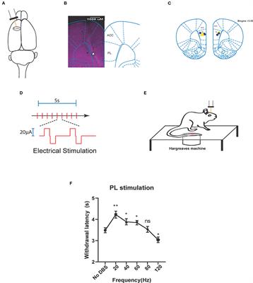 Frequency Dependent Electrical Stimulation of PFC and ACC for Acute Pain Treatment in Rats